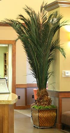 Newport Palm Tree - 84" - Click Image to Close
